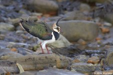 lapwing_st_marys_1.jpg