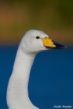 whooper_QEII_5.jpg