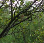 Tree Pipit.JPG