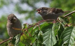 2011-05-19 sparrows 02.jpg