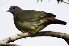 Green Pigeon, Pink-neck.JPG