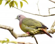 Green Pigeon, Pink-neck 1.jpg