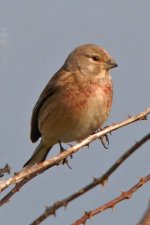 Linnet 220409.jpg