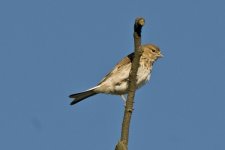 Linnet 300810.jpg