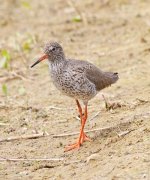 Red Shank - Version 2.jpg