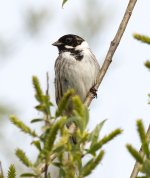 Reed Bunting - Version 2.jpg