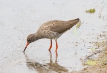 Red Shank Feeding - Version 2.jpg