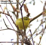 Sulpher-breasted Warbler.jpg