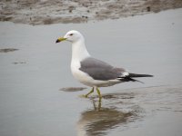 Black-tailed Gull.jpg