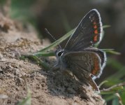 BrownArgus.jpg