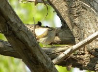 Arctic Warbler 575.jpg