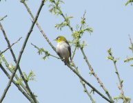 Japanese White-eye.jpg