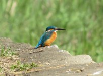 Common Kingfisher.jpg