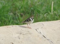 Forest Wagtail.jpg