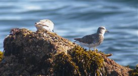 DSCN6160 Surfbirds bf.jpg