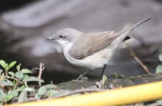 24-04-11LesserWhitethroatHome.jpg