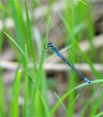 Unid Dragonfly.jpg