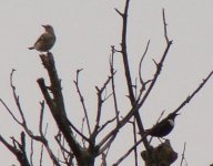 ring_ouzel_mistle_thrush_1.jpg