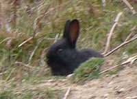 black_rabbit_bollihope.jpg