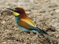 Bee-Eater 2755.jpg