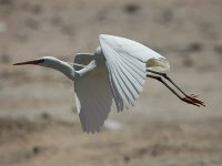 Western Reef Heron 3061.jpg