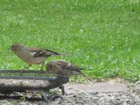 query twite 042.jpg