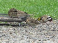 query twite 047.jpg