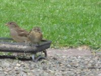 query twite 049.jpg