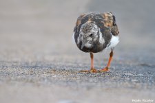 turnstone_bridlington_3.jpg