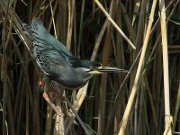 Striated Heron 3889.jpg