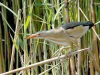 Little Bittern 3909.jpg