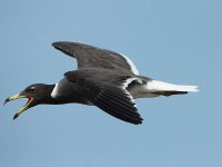 Sooty Gull 4365.jpg