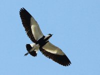 Spur-winged Plover 3337.jpg