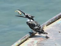 Pied Kingfisher 3700.jpg