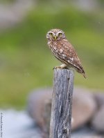 LittleOwl1ME800.jpg