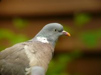 Wood Pigeon 007N.jpg