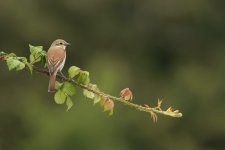 Red-backed Shrike female Vange Marsh 110611 WEB 657.JPG