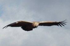 Cape Vulture 01.jpg