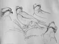 q9 550 osprey sketches DSC_2910.JPG