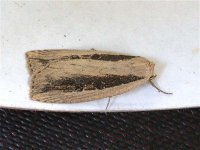 silky_wainscot_1jun_04_800a.jpg