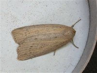 silky_wainscot_1jun_04_800b.jpg