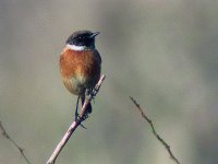 stonechat1.jpg