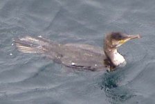 cormorant001.jpg