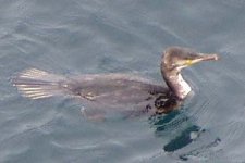 cormorant002.jpg