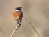 stonechat12fix.jpg