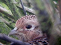 female pheasant 3.jpg