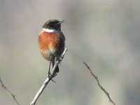 stonechat1fix.jpg