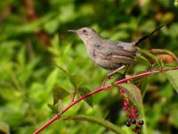 catbird-800.jpg