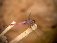 11-6-03-roseate skimmer.jpg