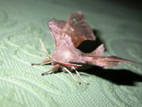 Poplar Hawkmoth 2618.jpg